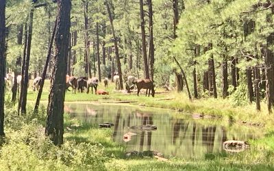 Wild Horses in the White Mountains (Hiking NE of Phoenix)
