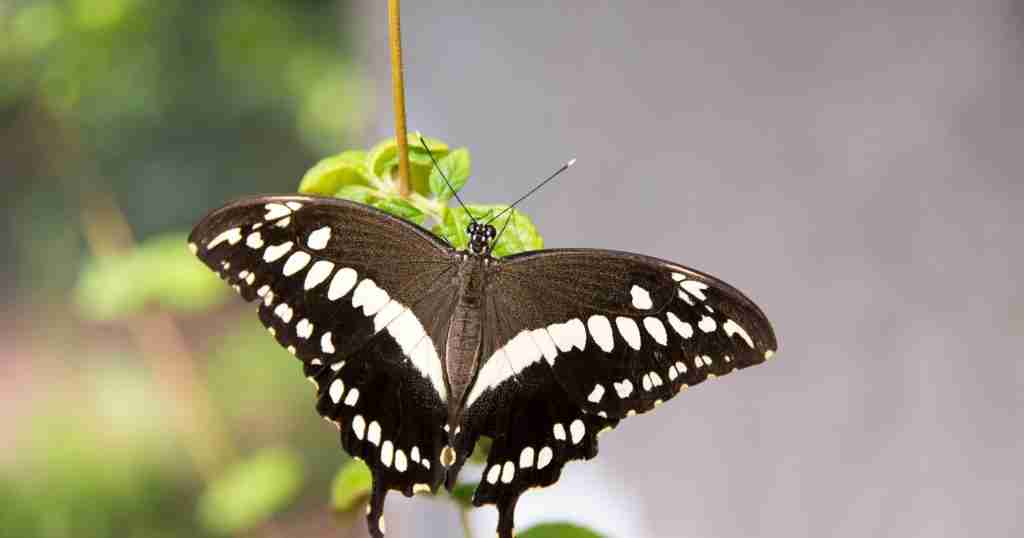 a butterfly on a plant