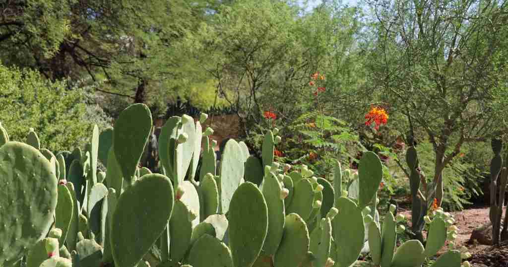a cactus with many leaves